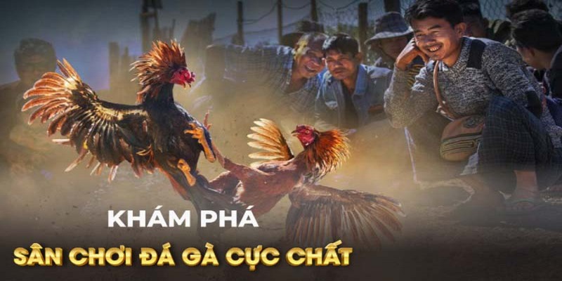 Sân chơi đá gà đẳng cấp