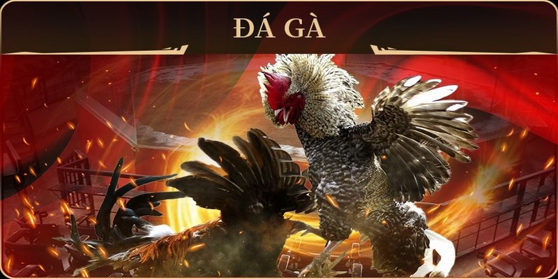 Địa chỉ đá gà online uy tín