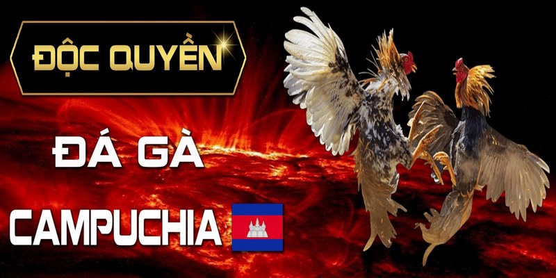 Giải mã sức hút của đá gà Campuchia BJ88